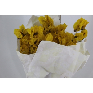 FLOR DE PRIMAVERA DESIDRATADA AMARELA