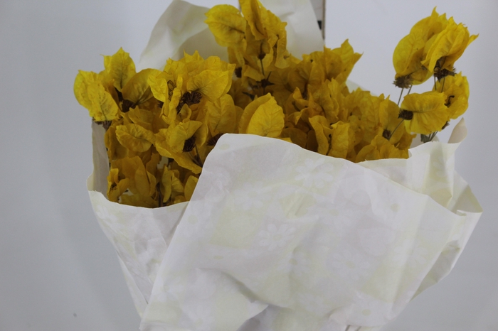 <h4>FLOR DE PRIMAVERA DESIDRATADA AMARELA</h4>