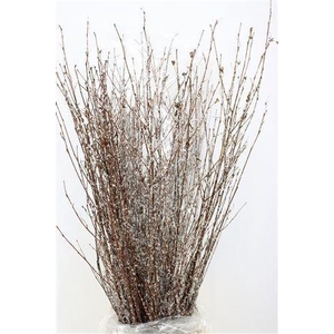 BETULA BS KLB H%