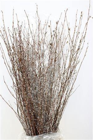 <h4>BETULA BS KLB H%</h4>