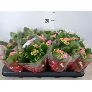 Kalanchoe blos. 'Calandiva Zeta'