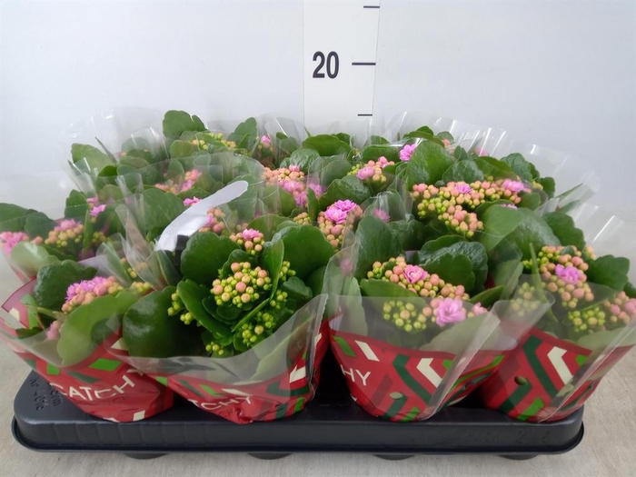 <h4>Kalanchoe blos. 'Calandiva Zeta'</h4>