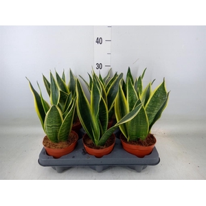 Sansevieria  'Star Canary'
