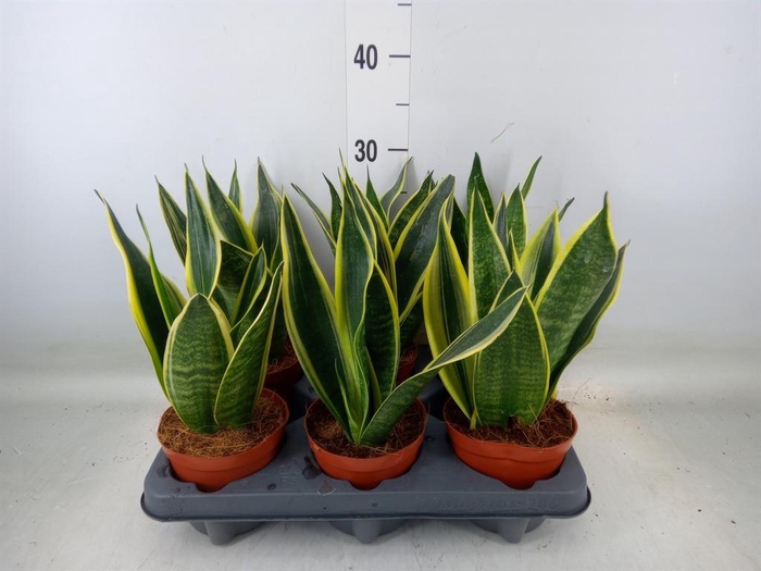 <h4>Sansevieria  'Star Canary'</h4>