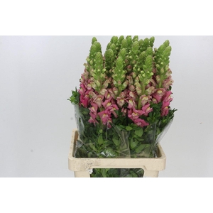 Antirrhinum Potomac Cherry Rose