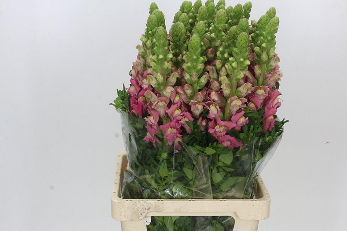 <h4>Antirrhinum Potomac Cherry Rose</h4>