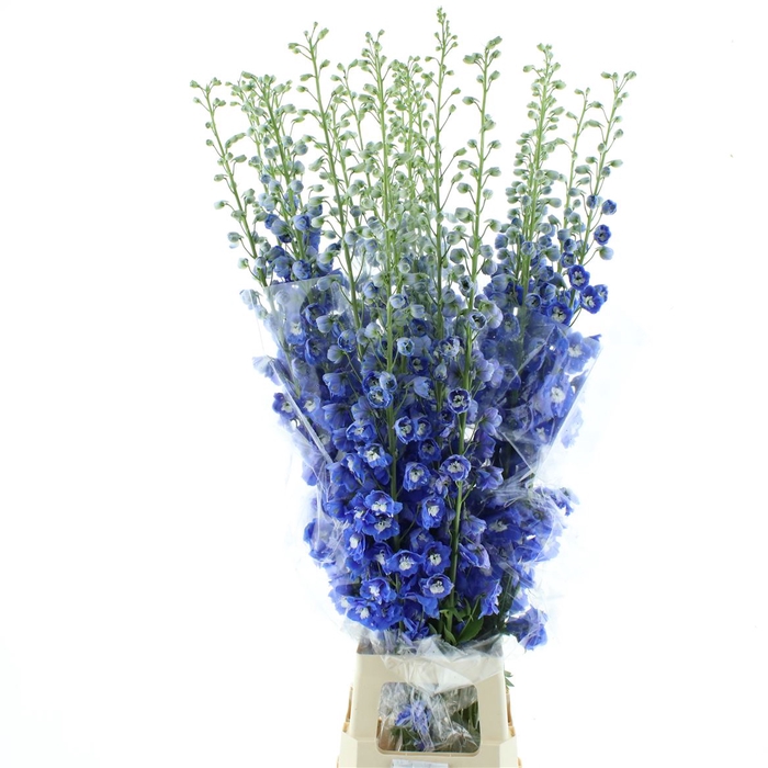 <h4>Delph Du Aurora Blue</h4>