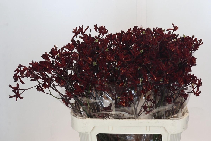 <h4>Anigozanthos Bush Ruby</h4>