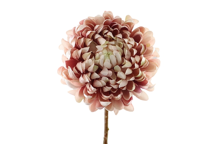 <h4>Chrysanthemum Cream Pink FL440197CPK</h4>
