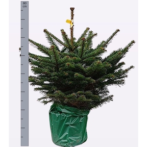 ABIES NORDMANNIANA