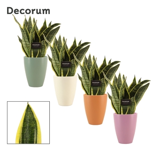 Sansevieria Superba 12 cm in Carly (Craft world-collection)