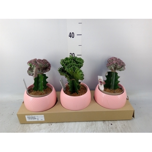 Euphorbia   ...mix