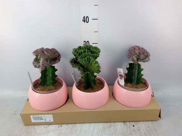 <h4>Euphorbia   ...mix</h4>