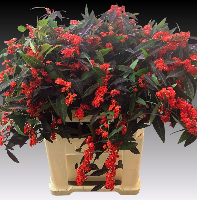 <h4>EUPH F T RUBY RED</h4>