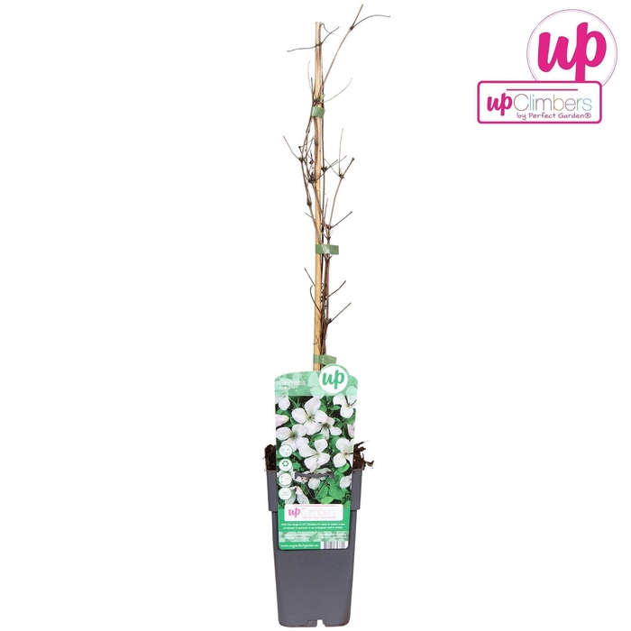 <h4>Clematis vitalba Paul Farges</h4>