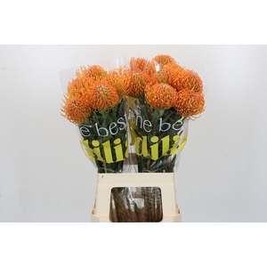 Nutans Ayoba Peach