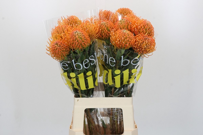 <h4>Nutans Ayoba Peach</h4>