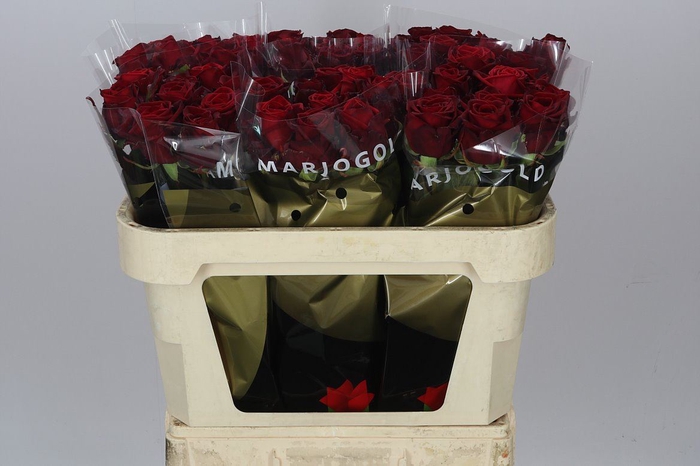 Rosa Gr Red Naomi Marjo