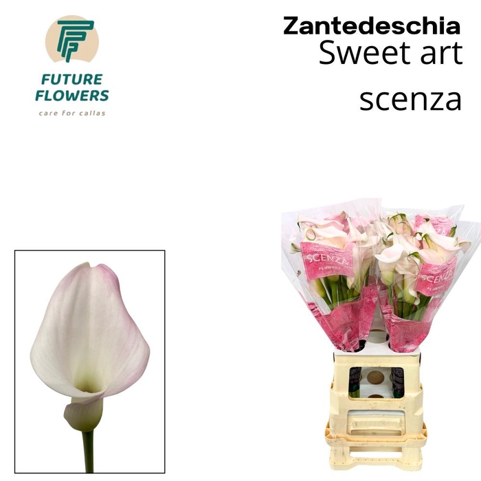 <h4>ZANT SWEET ART</h4>