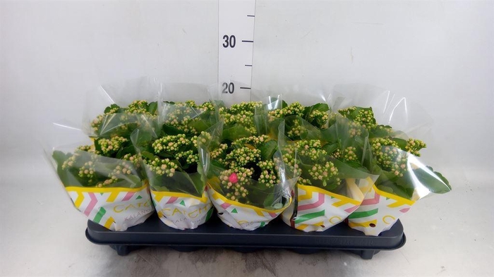 <h4>Kalanchoe blos. 'RosDon Nando'</h4>