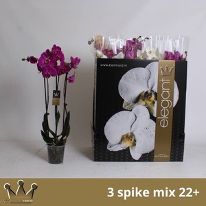PHAL GEM 7 KL