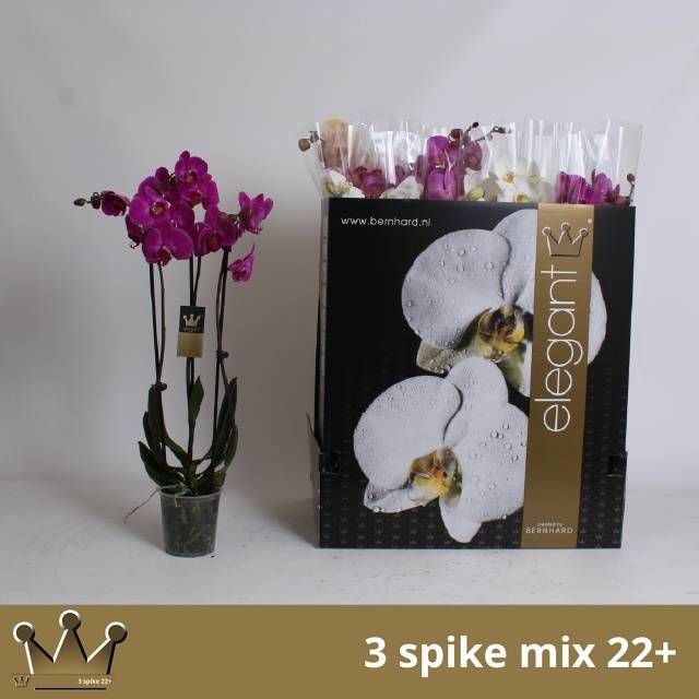 <h4>PHAL GEM 7 KL</h4>