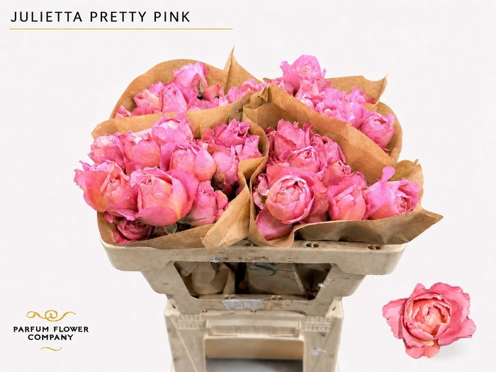 Rosa Spray Garden Julietta Pretty Pink