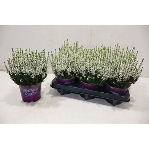 Callu Bl Venus