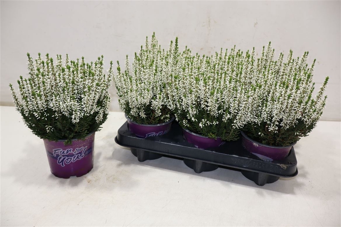 <h4>Callu Bl Venus</h4>