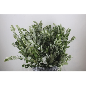 Pittosp Ralphi Leaves 400gr P Bunch