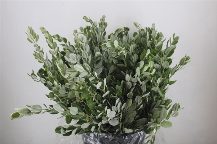 <h4>Pittosp Ralphi Leaves 400gr P Bunch</h4>