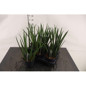 Sansevieria Cylindrica 12 Cm. Pot