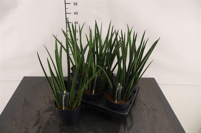 <h4>Sansevieria Cylindrica 12 Cm. Pot</h4>