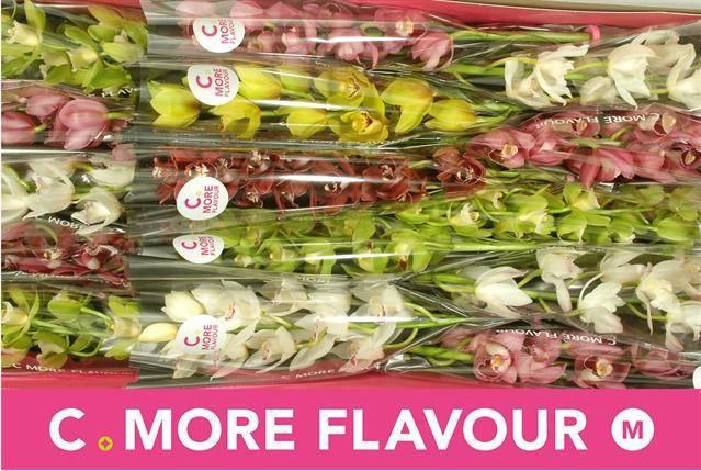 <h4>CYMB MI GEM</h4>