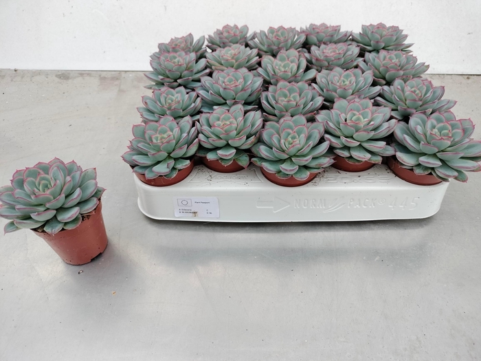 <h4>ECHEV ZONDER BLOEM</h4>