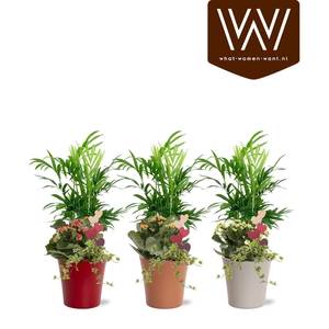 Arrangement keramiek Lotte | Chamaedorea, Kalanchoë, hedera