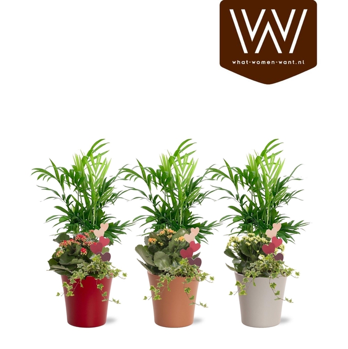 <h4>Arrangement keramiek Lotte | Chamaedorea, Kalanchoë, hedera</h4>