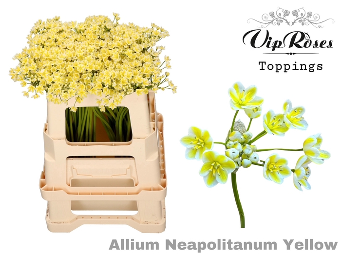 ALLIUM NEAPOLITANUM YELLOW L55cm