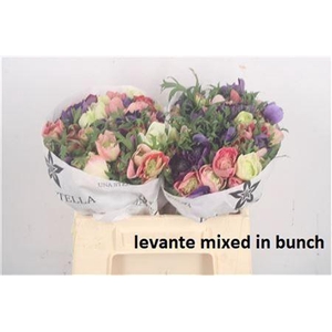 Anemone Levante Mixed In Bunch