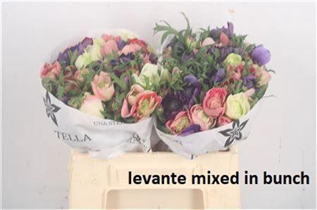 <h4>Anemone Levante Mixed In Bunch</h4>