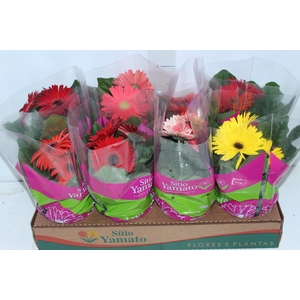 GERBERA P14 MIN 3 FLS