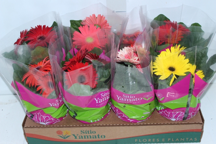 <h4>GERBERA P14 MIN 3 FLS</h4>