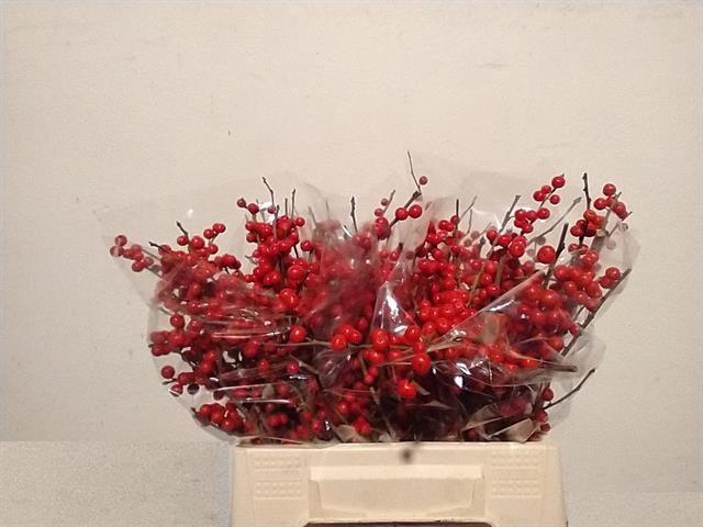 <h4>ILEX VE RODE BES</h4>