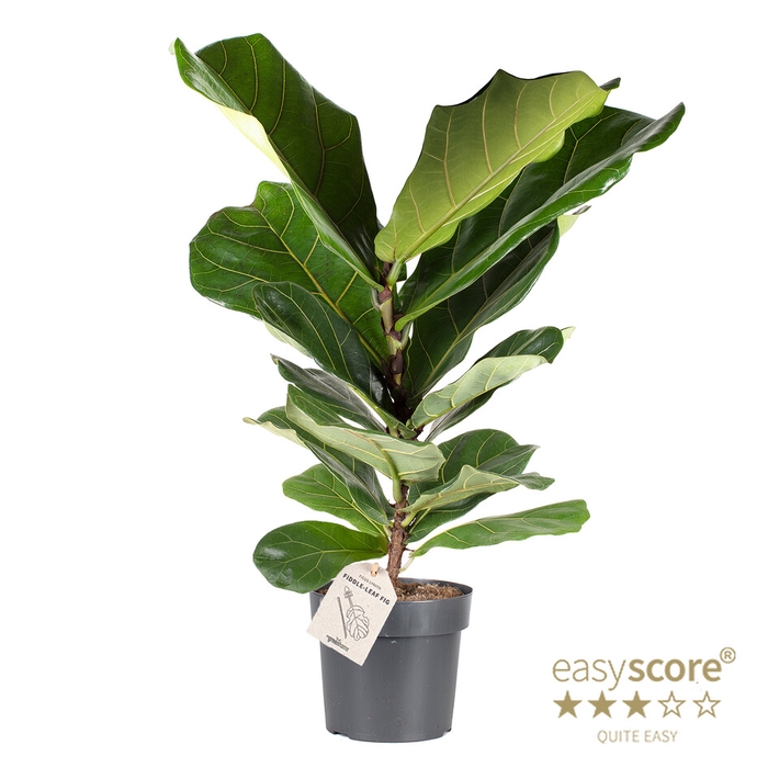 <h4>FICUS LYRATA P17</h4>