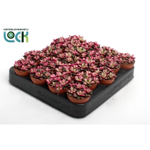 Annecampseros sunrise