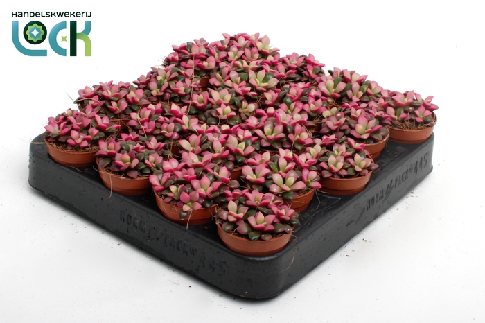 <h4>Annecampseros sunrise</h4>