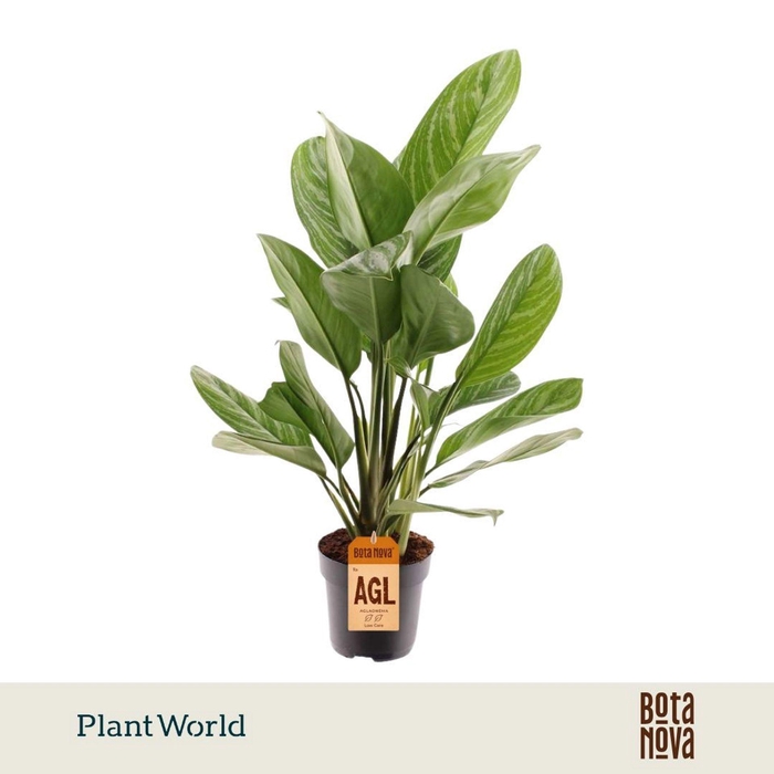 <h4>Aglaonema Stripes</h4>