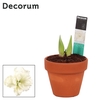 Hippeastrum Kolibri Alfresco 2 Knop Terracotta OP (Decorum)