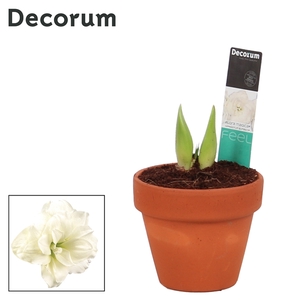 Hippeastrum Kolibri Alfresco 2 Knop Terracotta IN (Decorum)