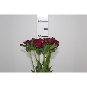 ALSTROEMERIA NAPOLI 080 CM